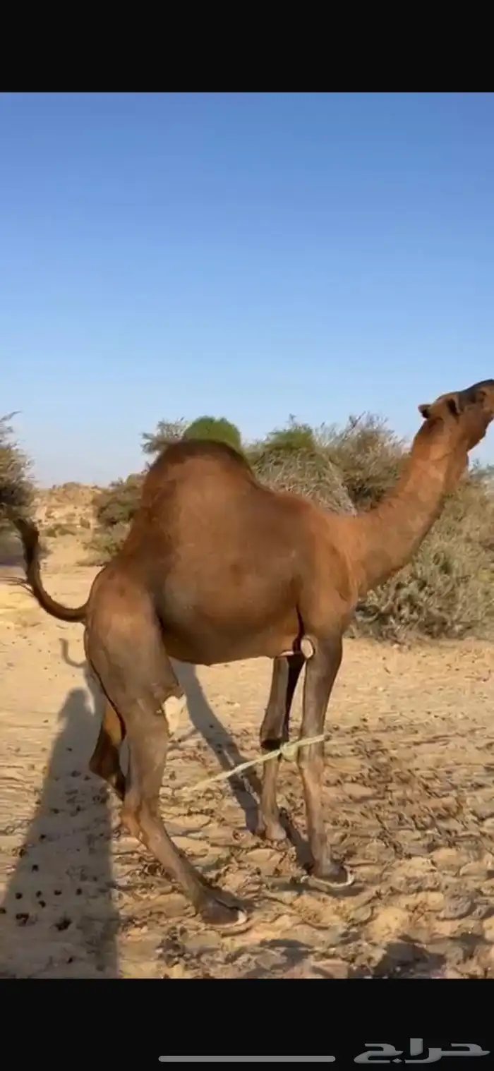 للبيع بعير حمر ادهم ساحلي 3