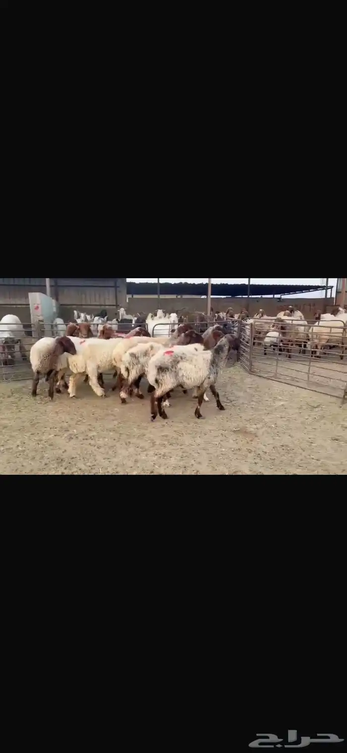 للبيع غنم فاخره وشرط الدفيع العدد 10 7