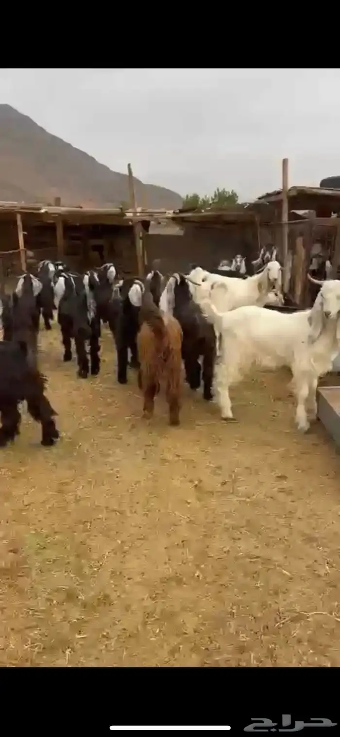 ذبايح حريات ونجدي وسواكن وتيوس مخاصي جبره وتجمل متوفر تمارا 0