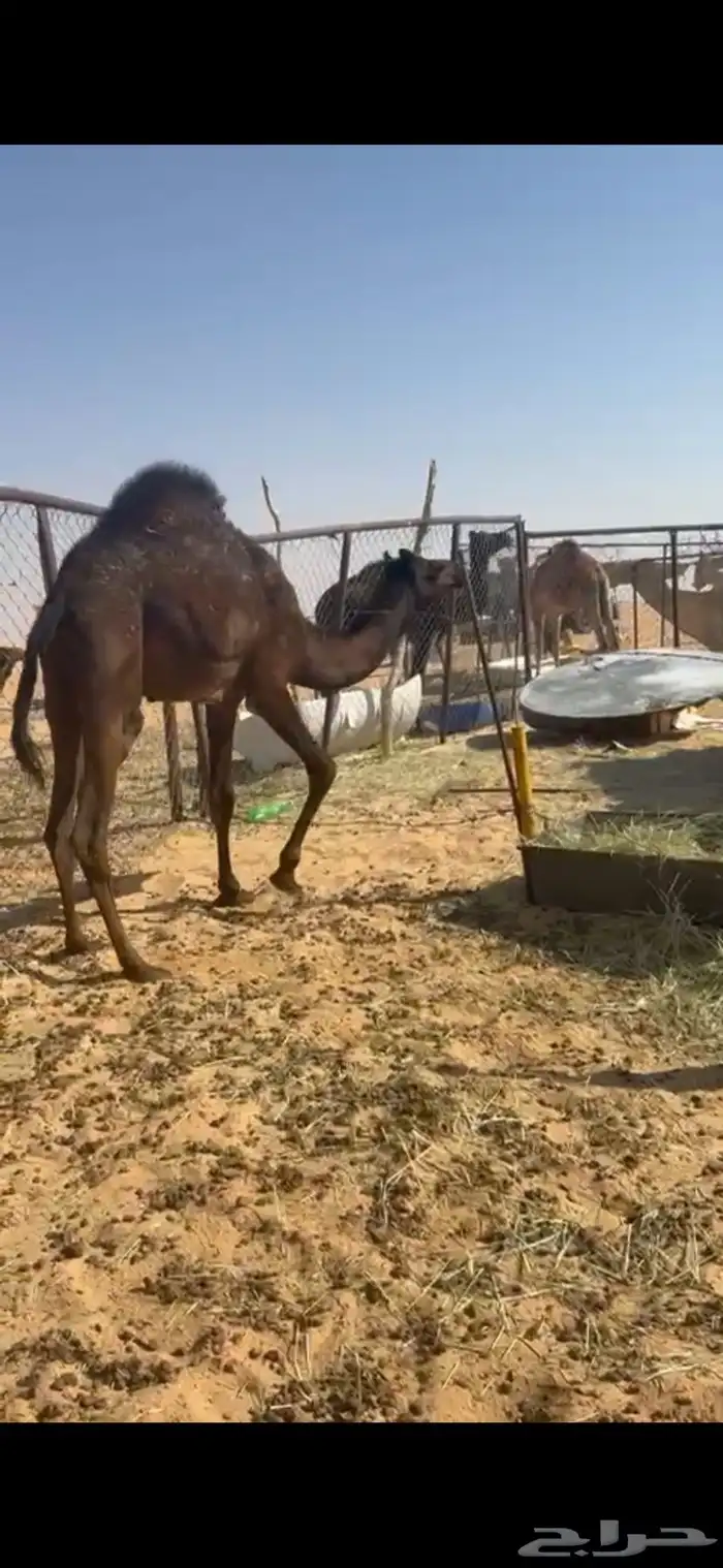 قعود بلدي مفرود شي كفوو 0