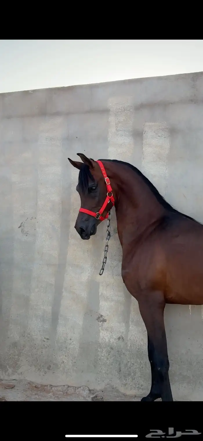 حصان واهو للبيع 0