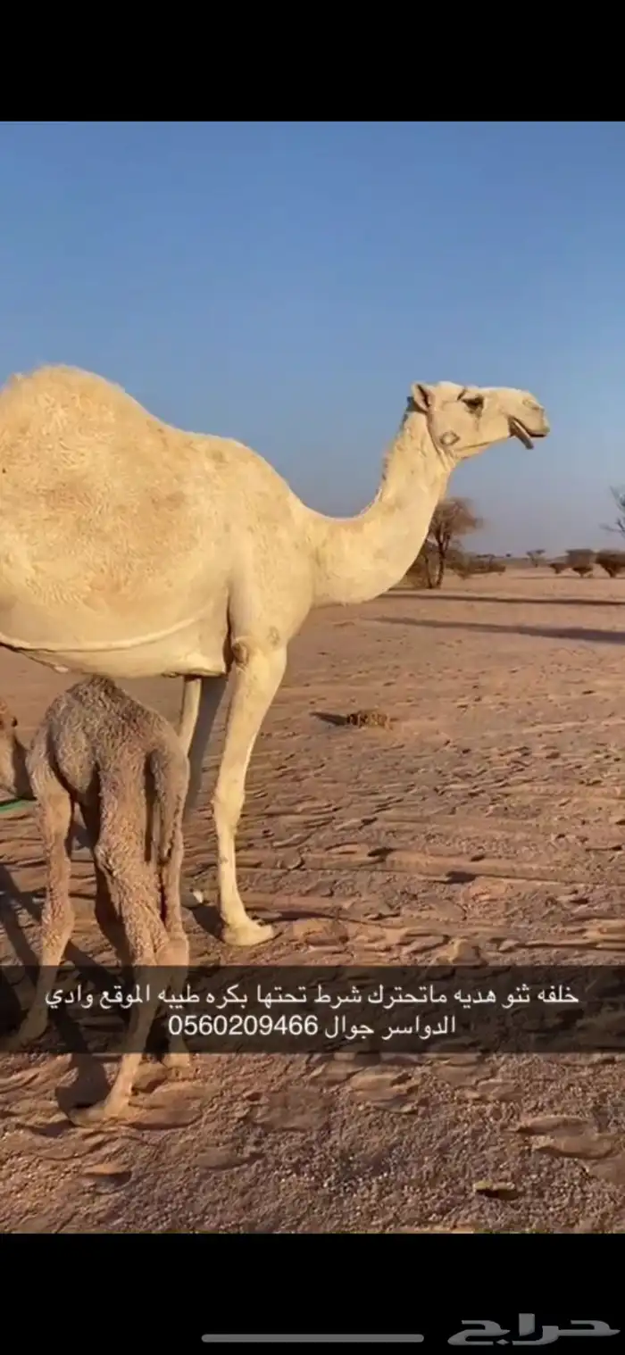 خلفه ثنو هديه وحليب وديد طيب وتحتها بكره طيبه 0