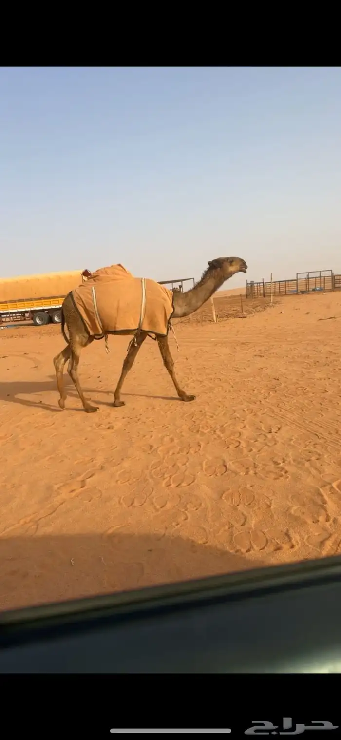 قعود دبياني اصفر 4