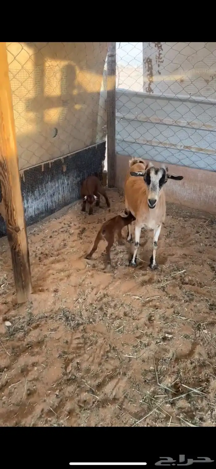 عنز جنوبيه شقا 1