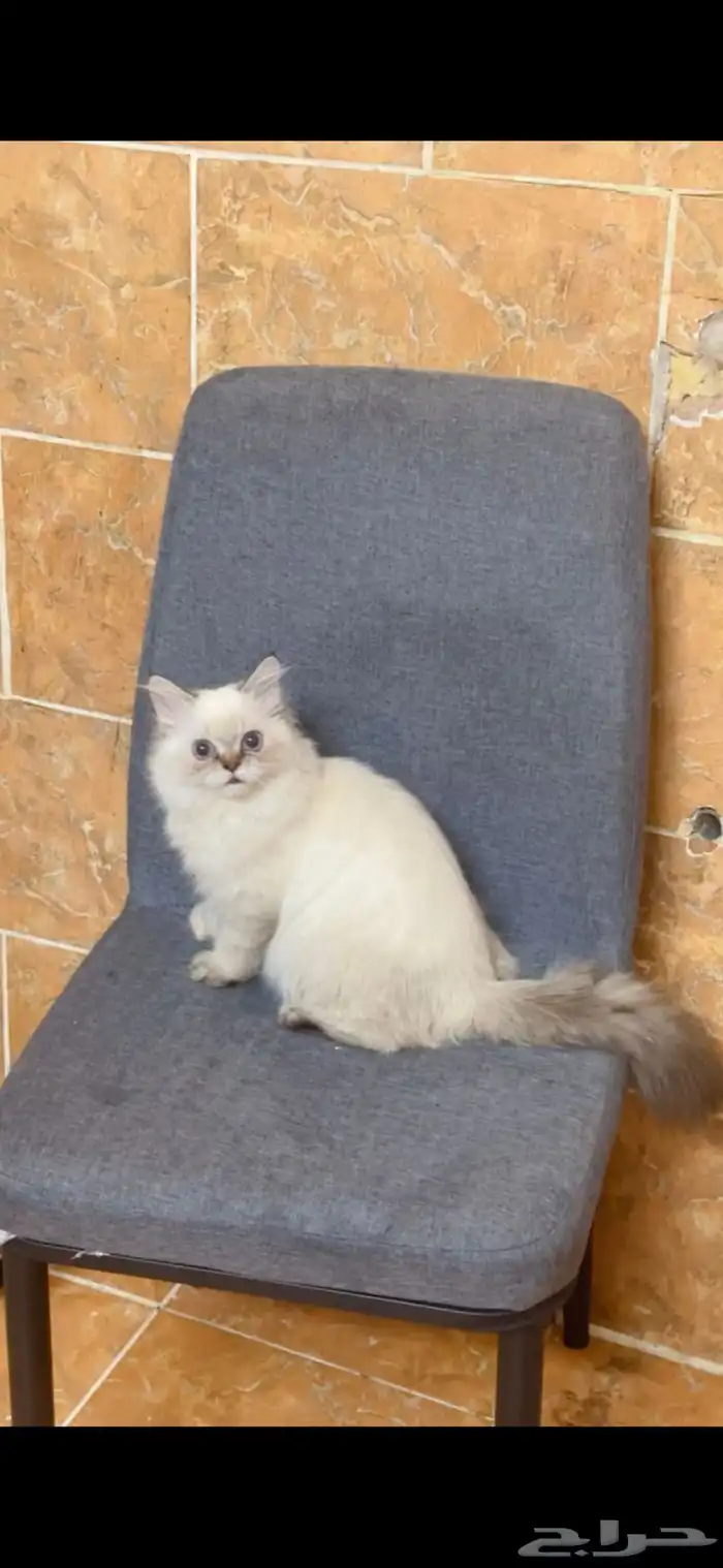 قطتين للتبني مطعمين بيحبوا اللعب متعودين علي الليتر بوكس 0