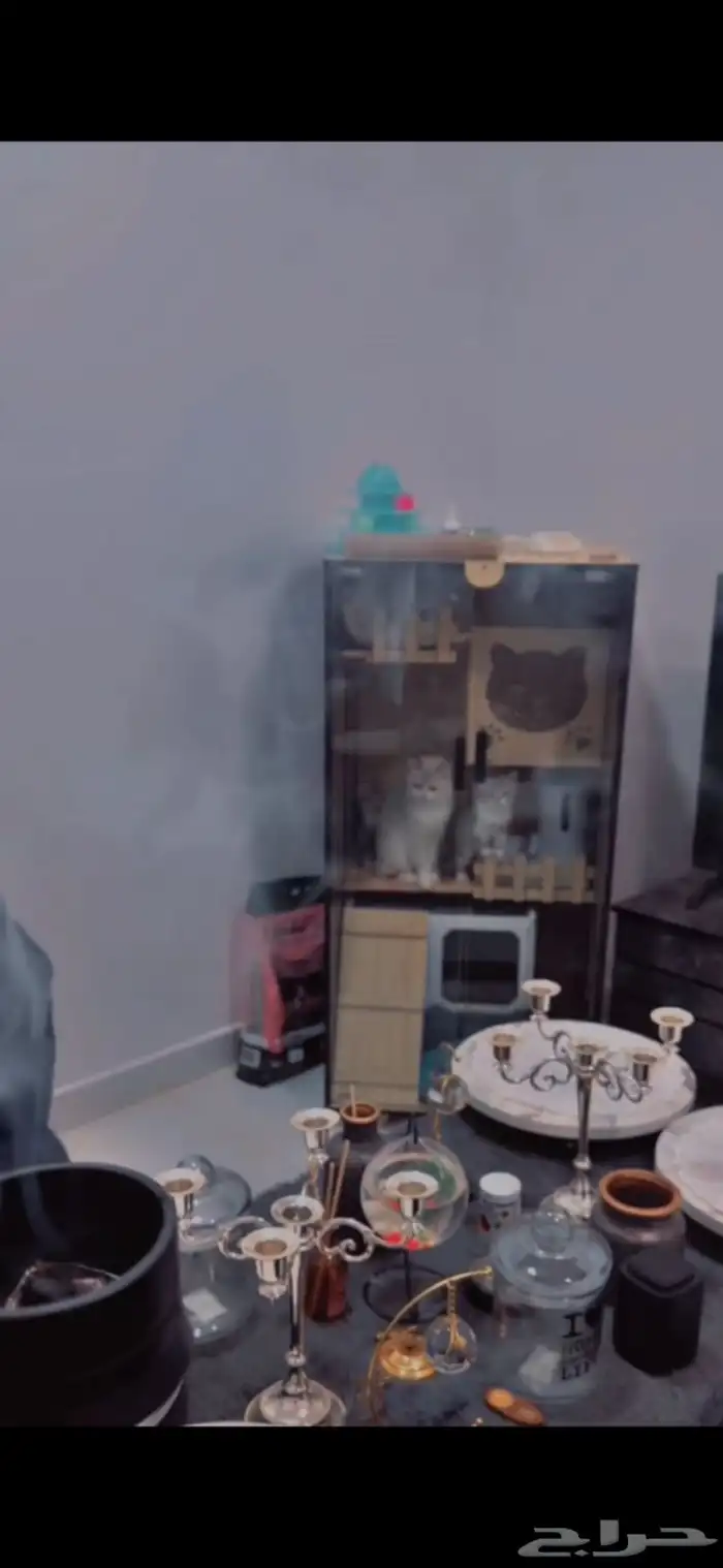 قط سكوتش ستريت مع دولابها الخاص 3