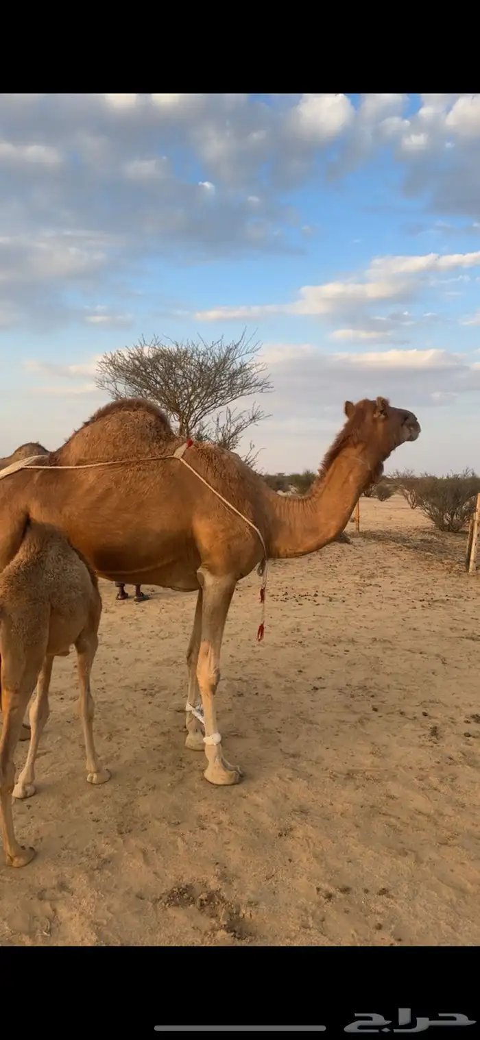 خلفه ساحليه هديه 0