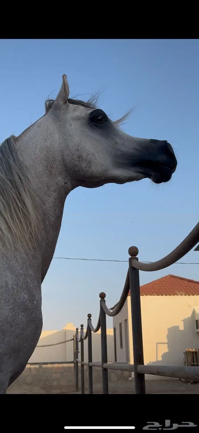 مهر واهو فاخر متعلم الاستاند 1