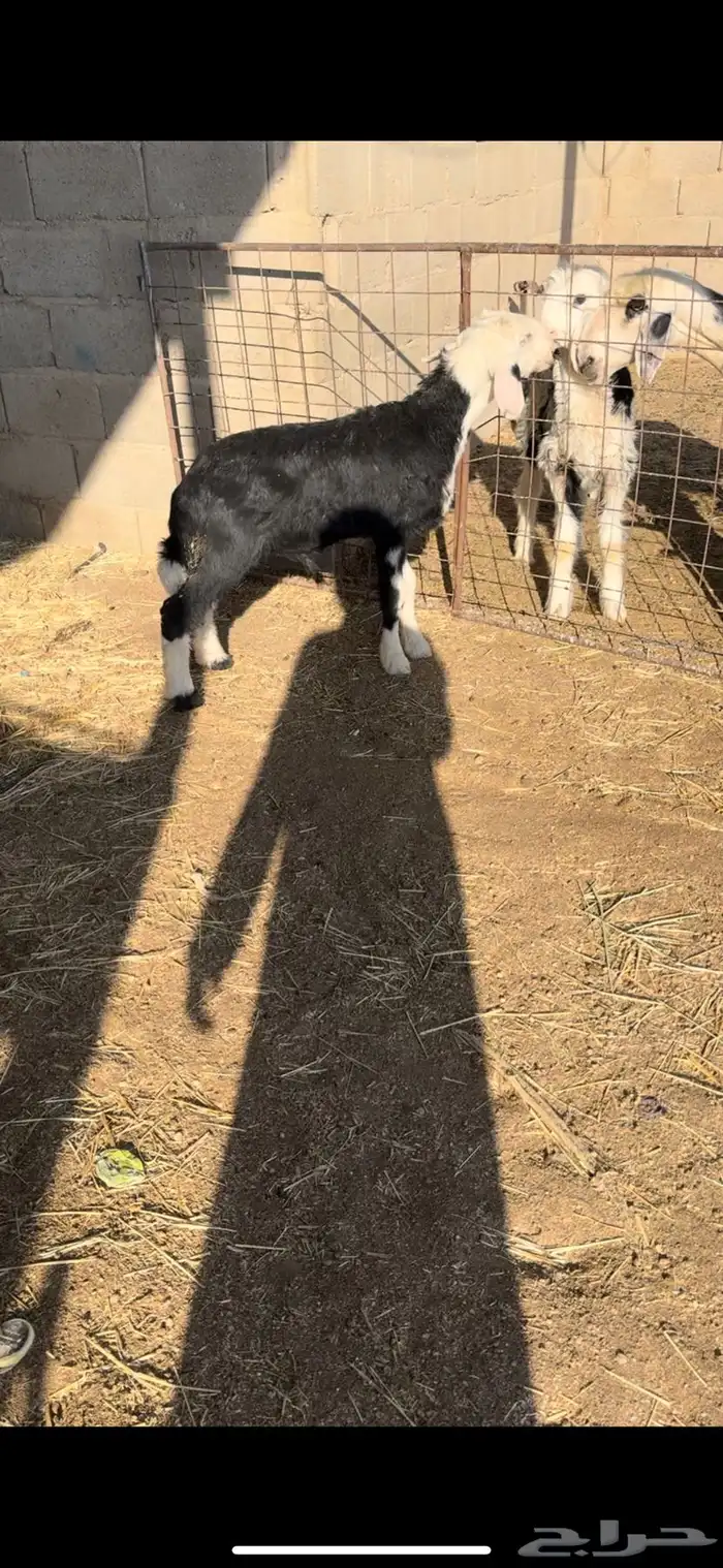 داغور نجدي 0