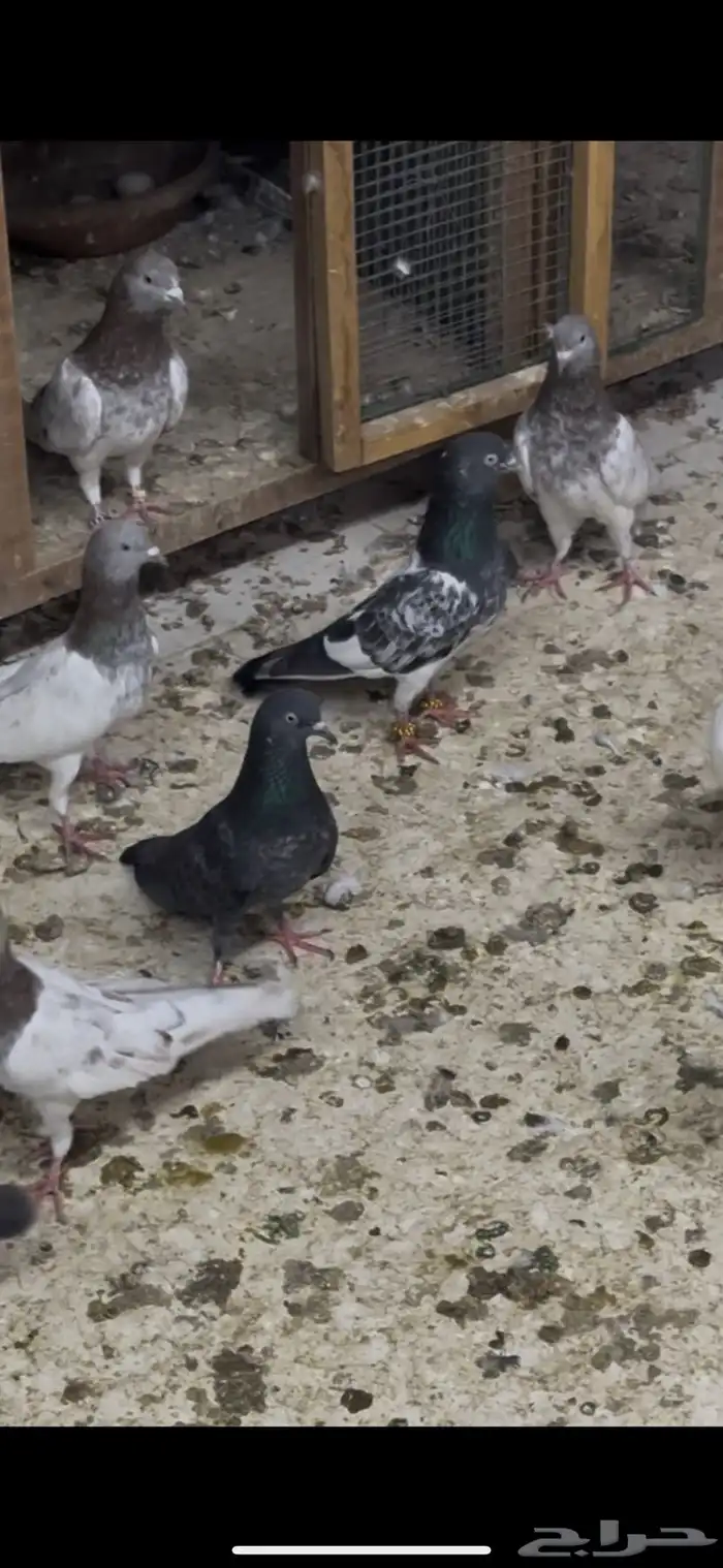 حمام باكستاني 0