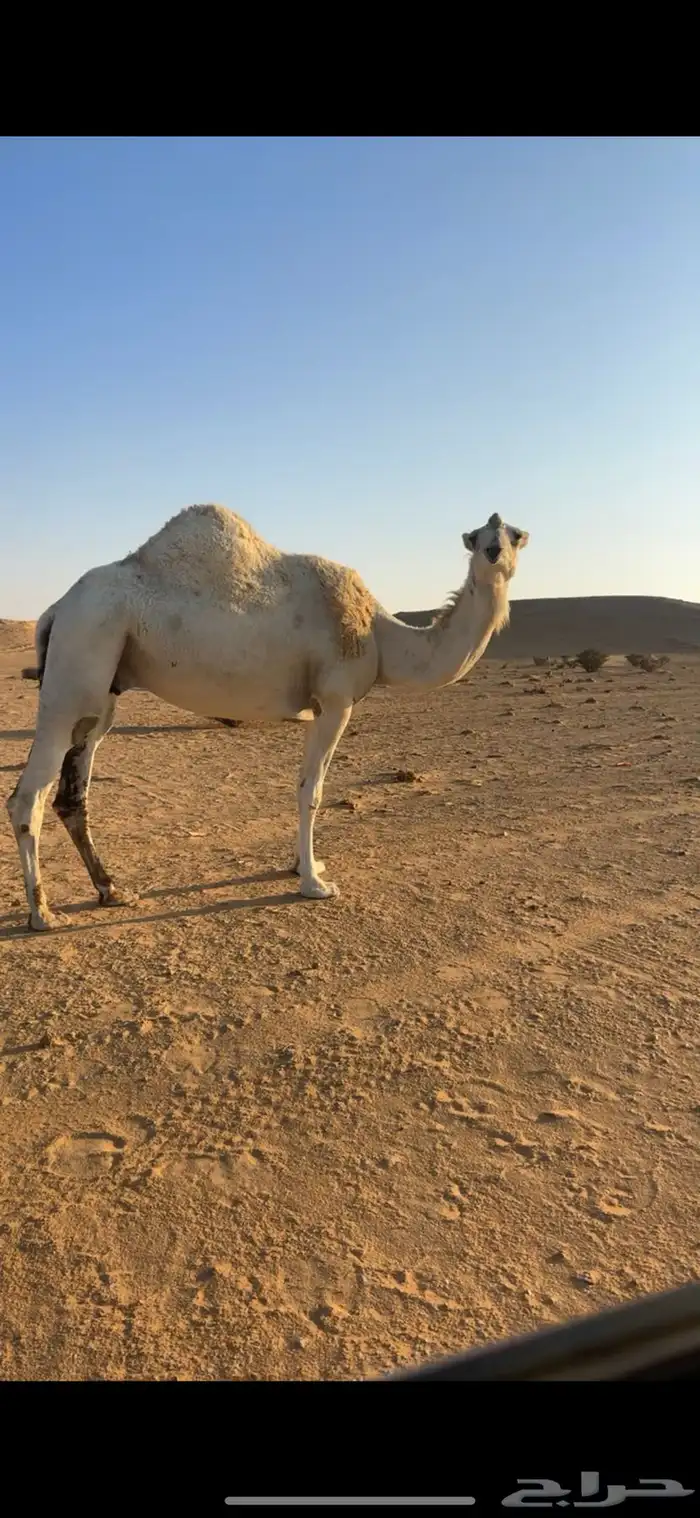 ناقه معشر بثانيها لها شهر فالعشار 1