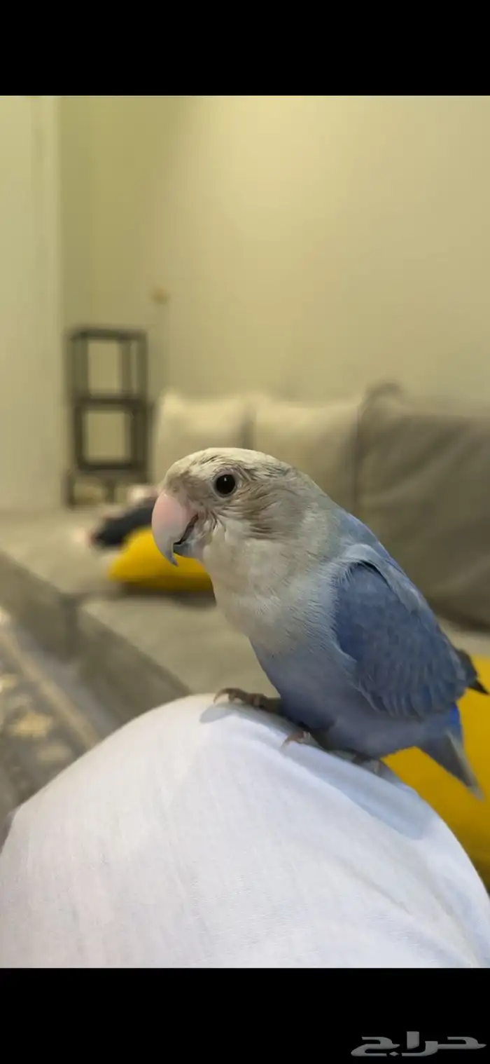 للبيغ ببغا روز 2