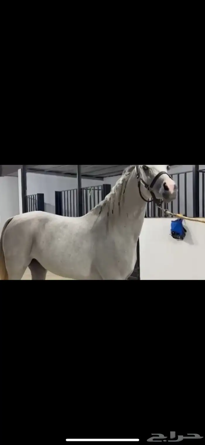 فرس عربيه بأوراق ولقاح ونسبها طيب 4