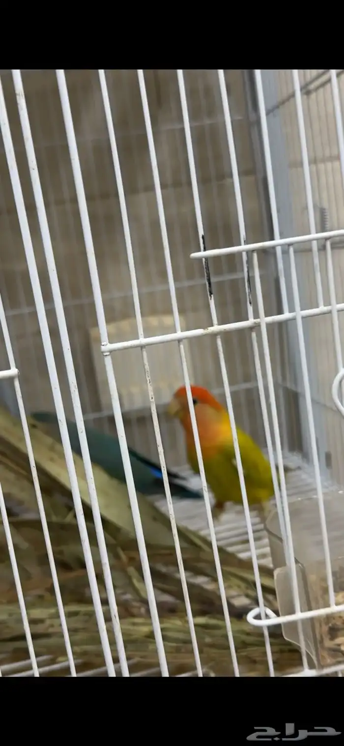 روز هولندي انتاج 1