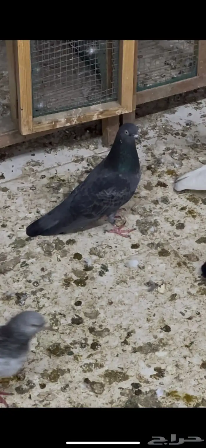 حمام باكستاني 5