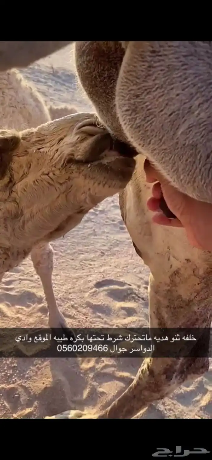 خلفه ثنو هديه وحليب وديد طيب وتحتها بكره طيبه 3