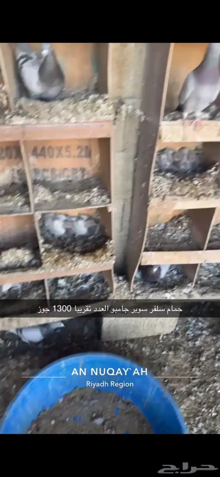 حمام سلفر سوبر جامبو 6