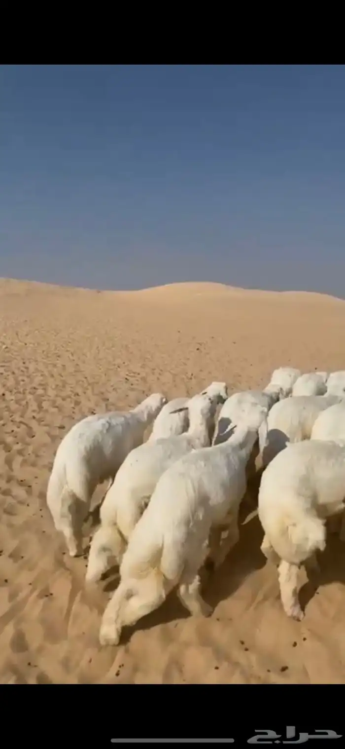 خرفان حريات 0