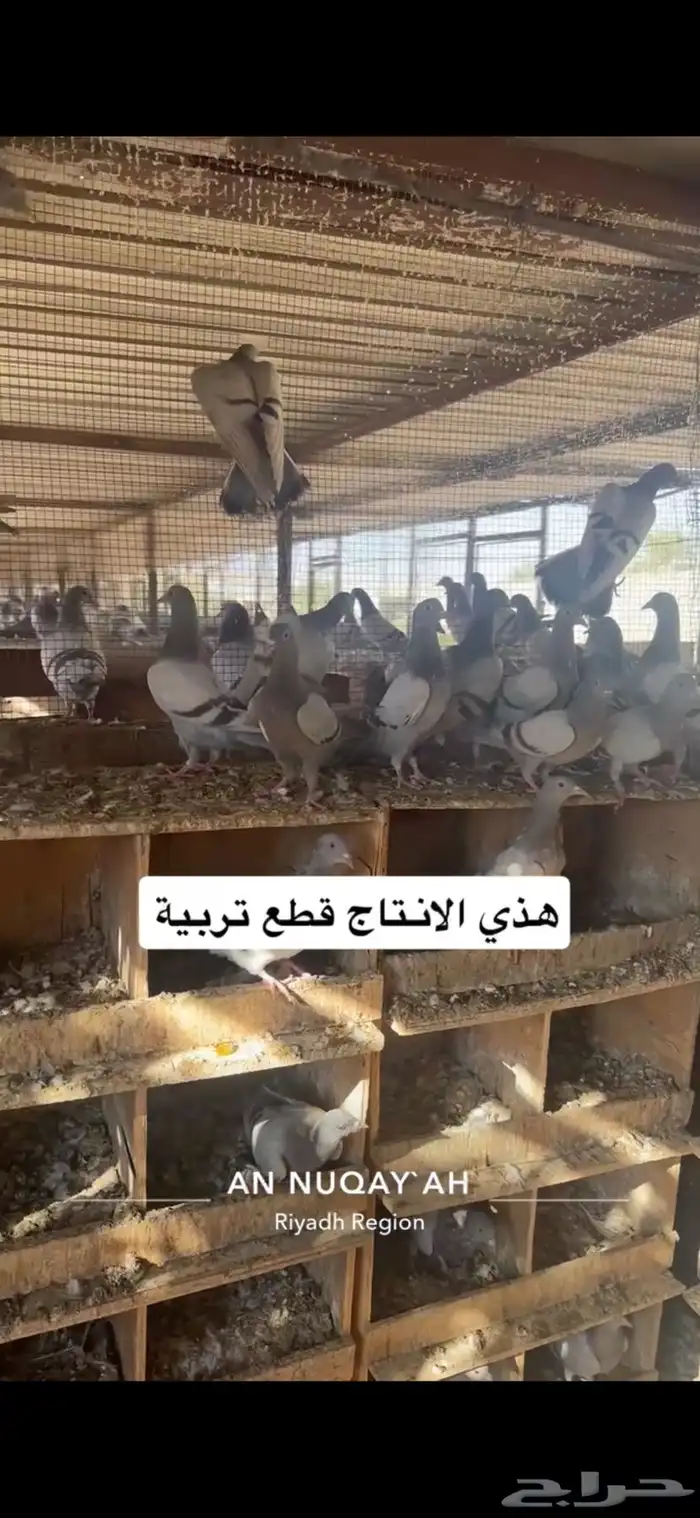 حمام سلفر سوبر جامبو 16