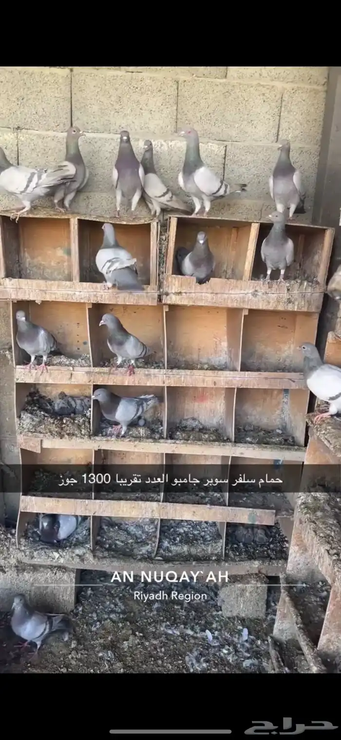 حمام سلفر سوبر جامبو 1