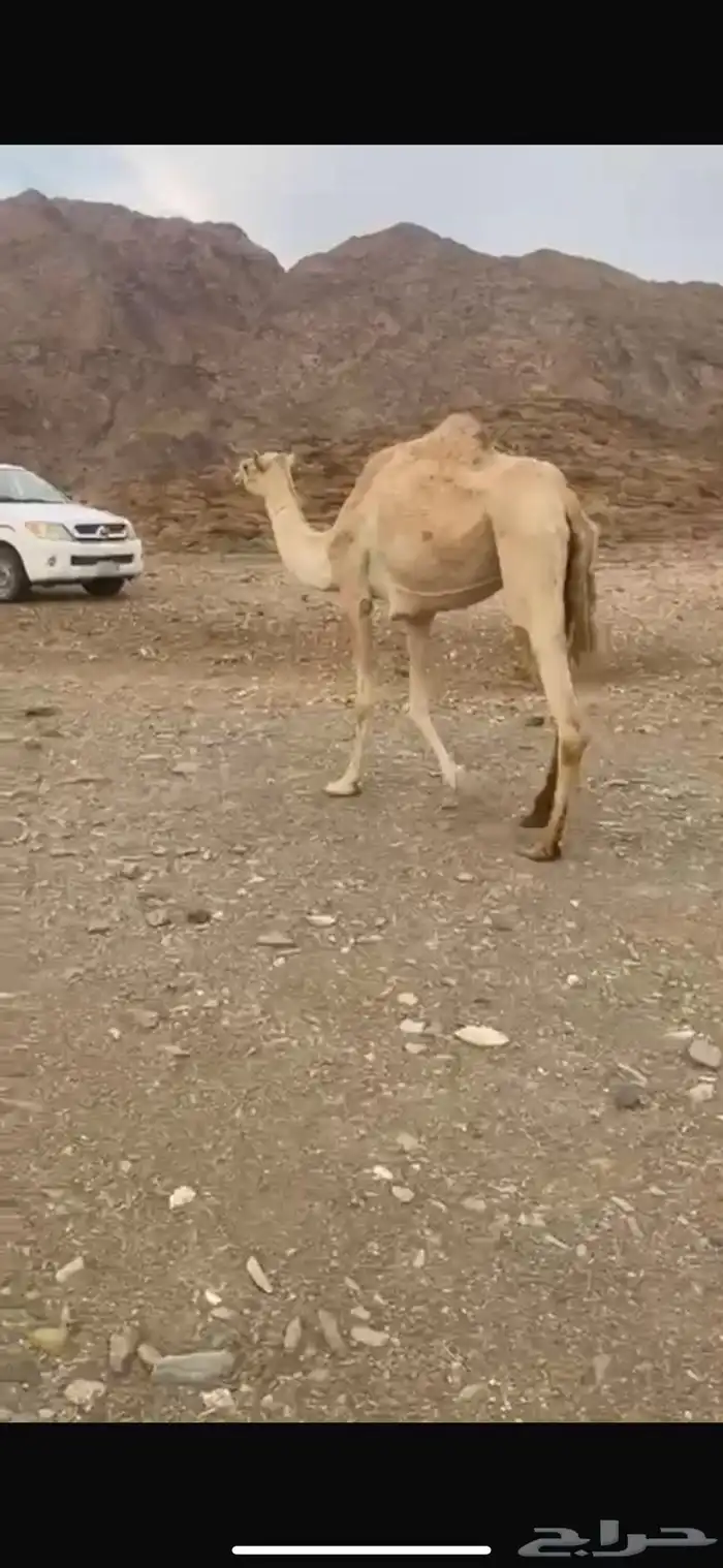 الأب جلمود النايفات الأم القودا مهجنه جدتها حره صافيه 0