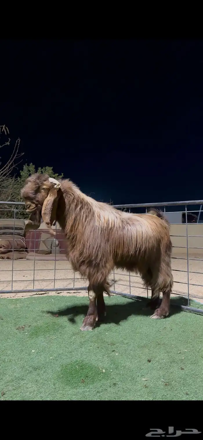 تيس فحل منتج قبرصي فاخر 0