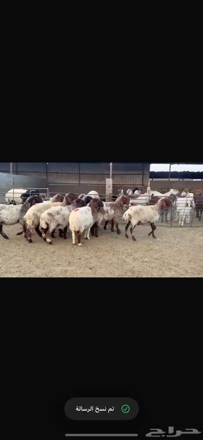 للبيع غنم فاخره وشرط الدفيع العدد 10 1