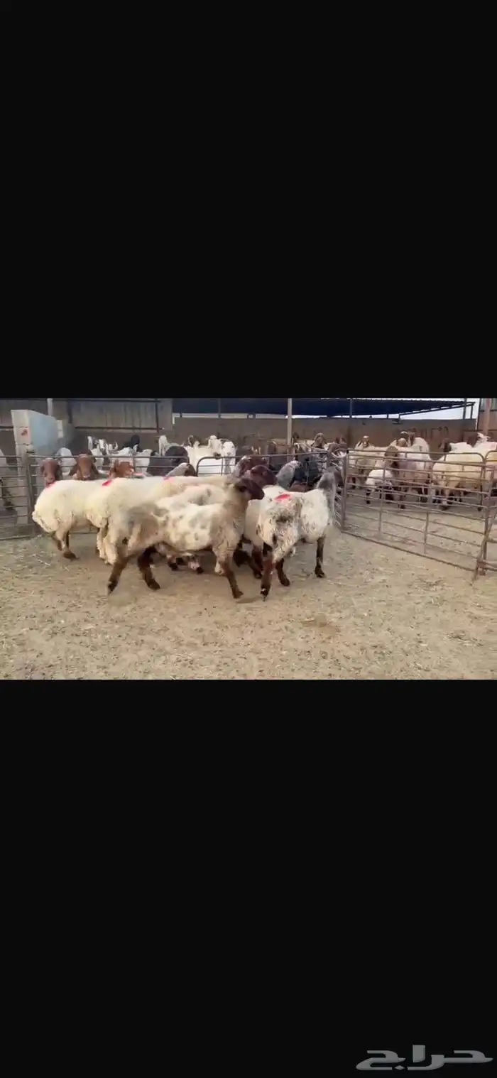 للبيع غنم فاخره وشرط الدفيع العدد 10 6