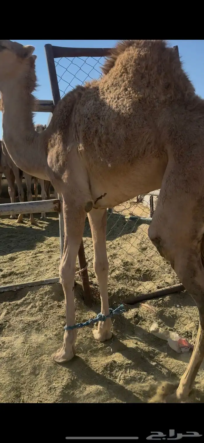 بكره بلدي فل 0