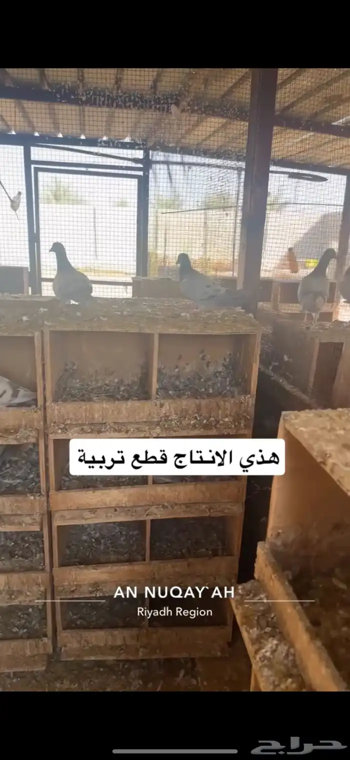 حمام سلفر سوبر جامبو 13