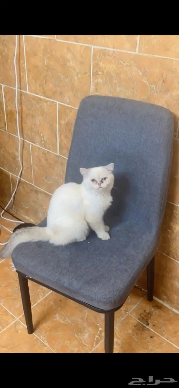 قطتين للتبني مطعمين بيحبوا اللعب متعودين علي الليتر بوكس 1