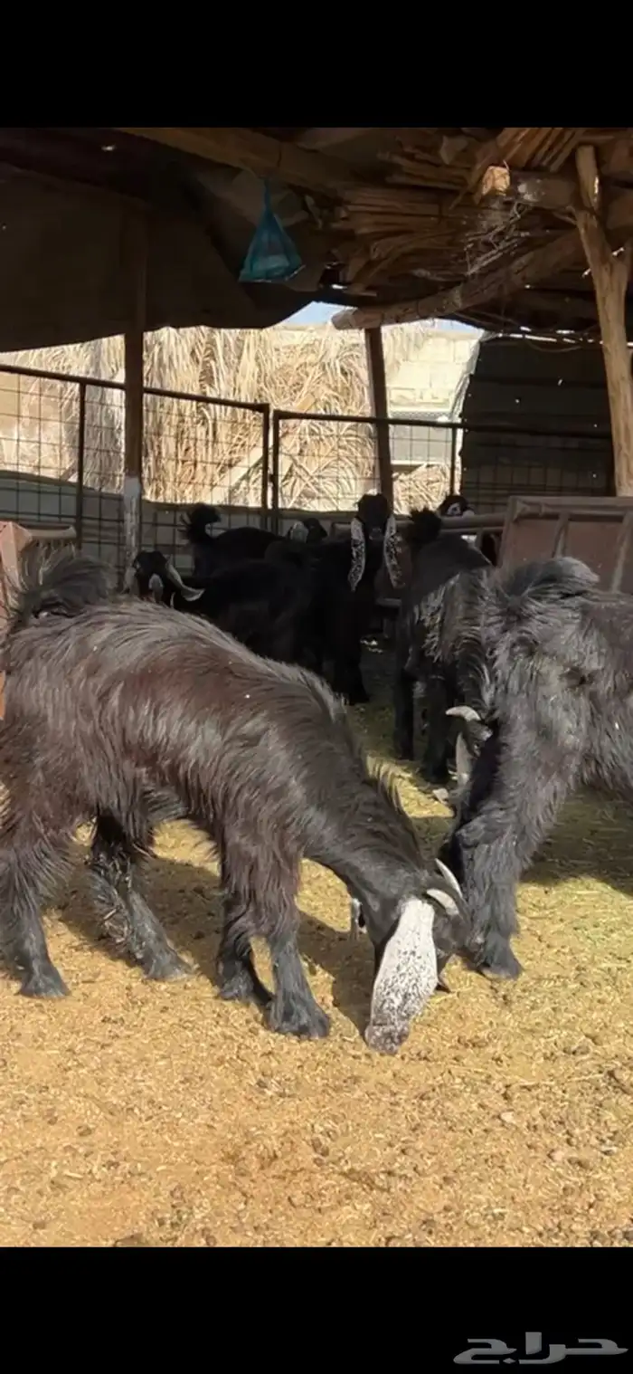 ذبايح حريات ونجدي وسواكن وتيوس مخاصي جبره وتجمل متوفر تمارا 2