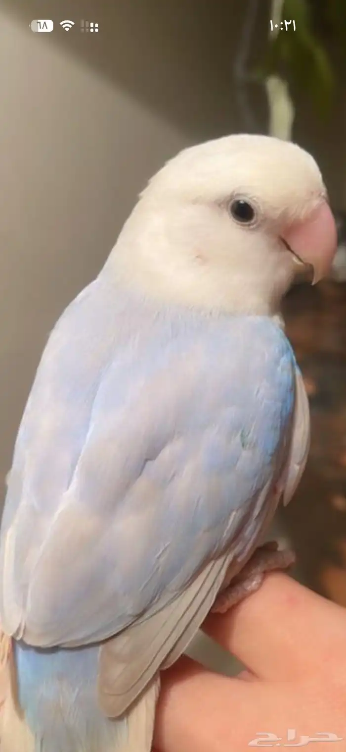 طير هارب من شوران قريب بقالة الزواده بعد قصر امنية 0