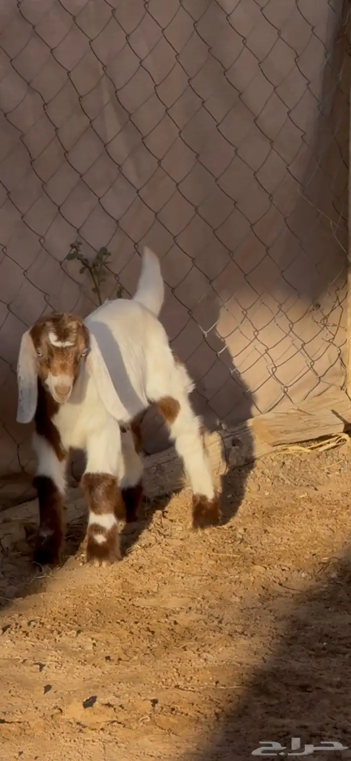 تيس يرضع اي عنز 0