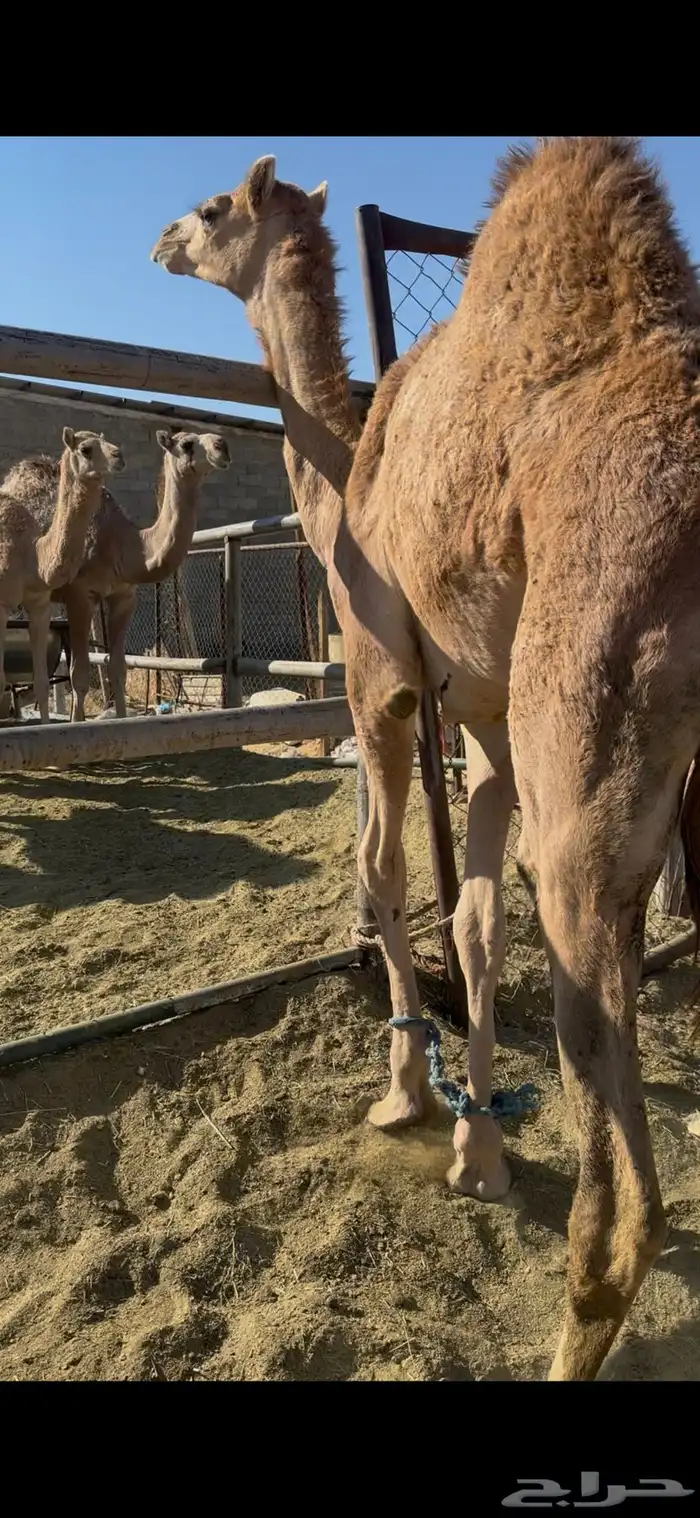 بكره بلدي فل 3