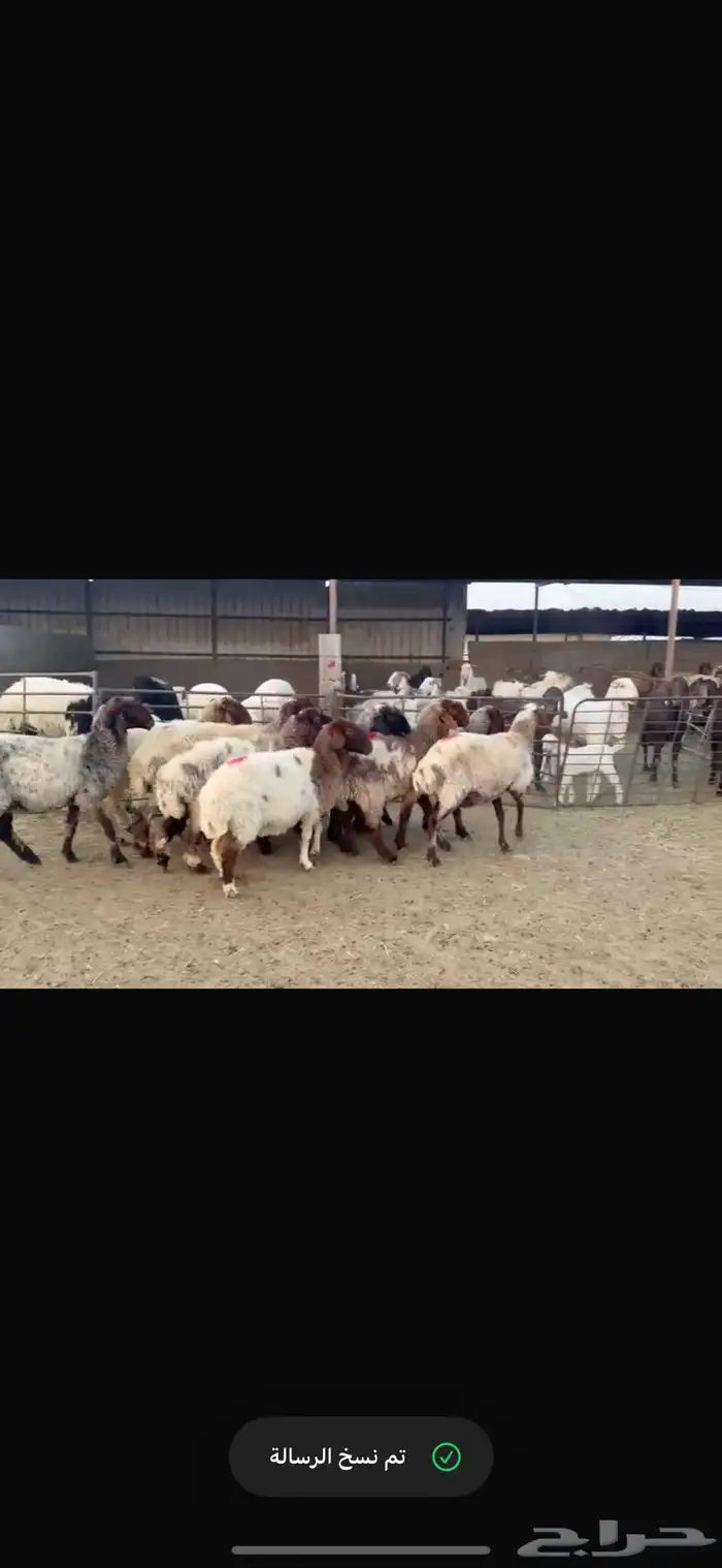 للبيع غنم فاخره وشرط الدفيع العدد 10 4