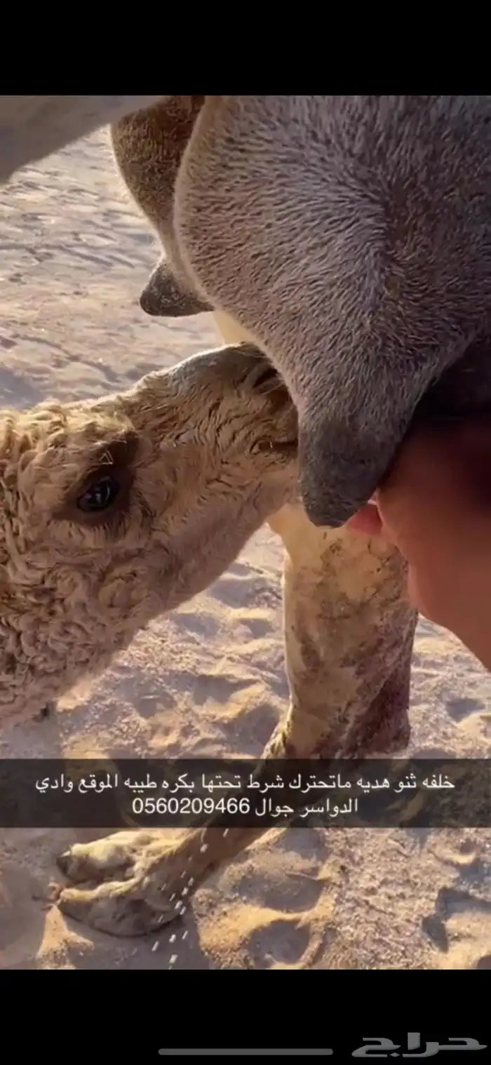 خلفه ثنو هديه وحليب وديد طيب وتحتها بكره طيبه 5