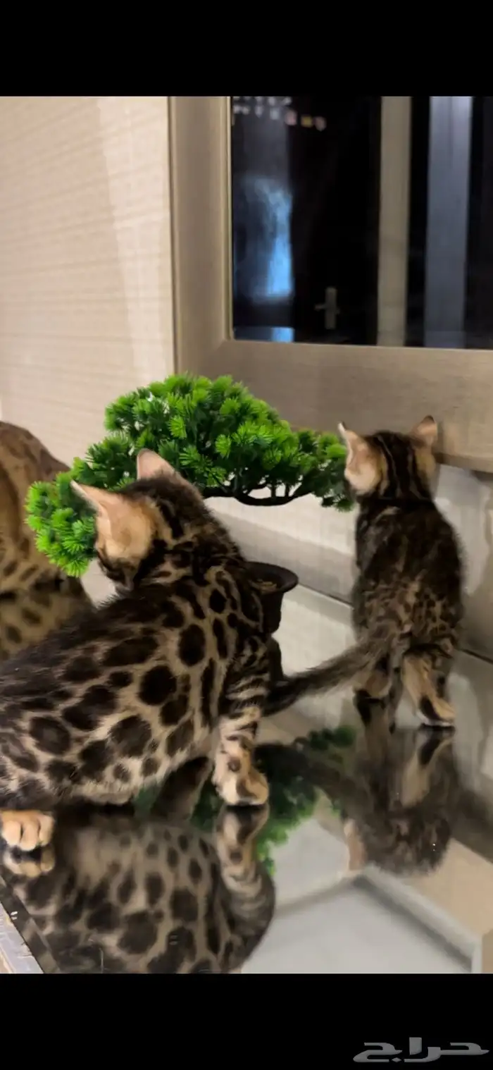 قطط بنغال مستويات جبارة للبيع ماشاء الله 7