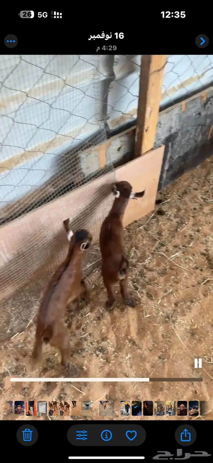 عنز جنوبيه شقا 0