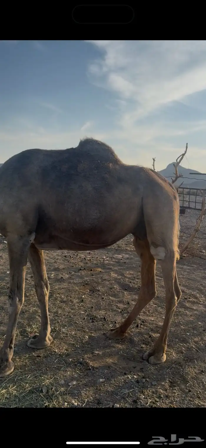 السلام عليكم ورحمة الله وبركاته 0