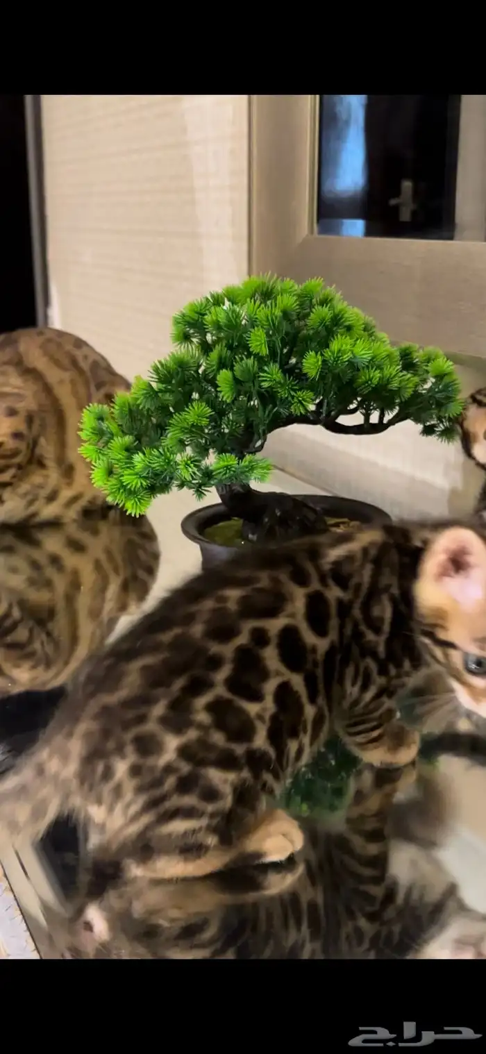 قطط بنغال مستويات جبارة للبيع ماشاء الله 8