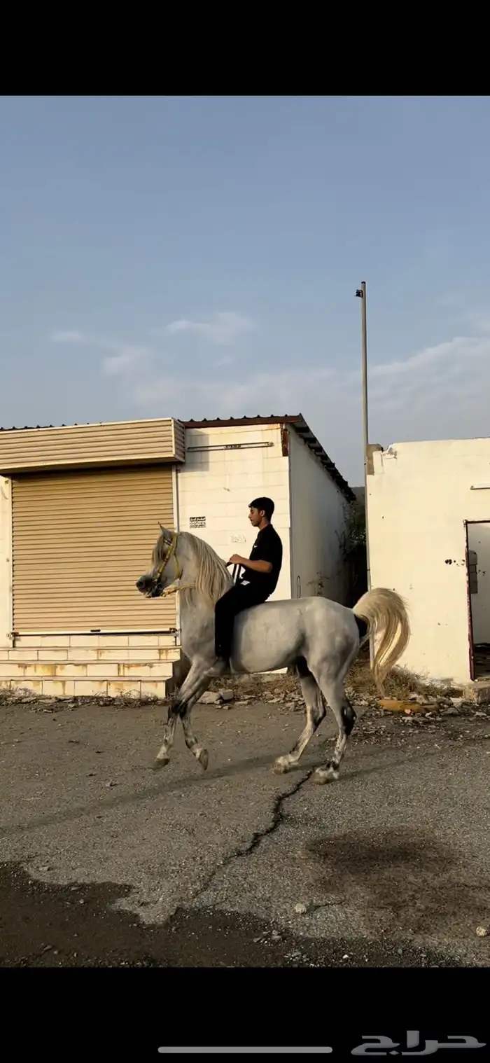 حصان شعبي فاخر 1