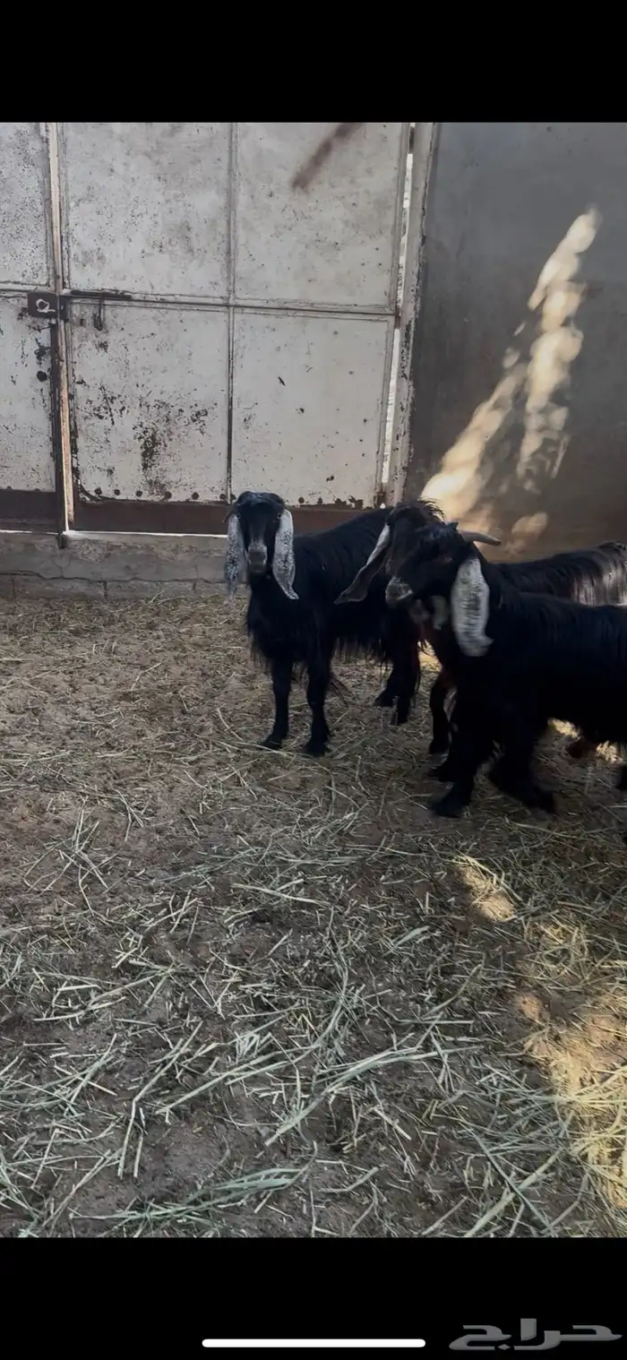 معز عوارض دفيع 1