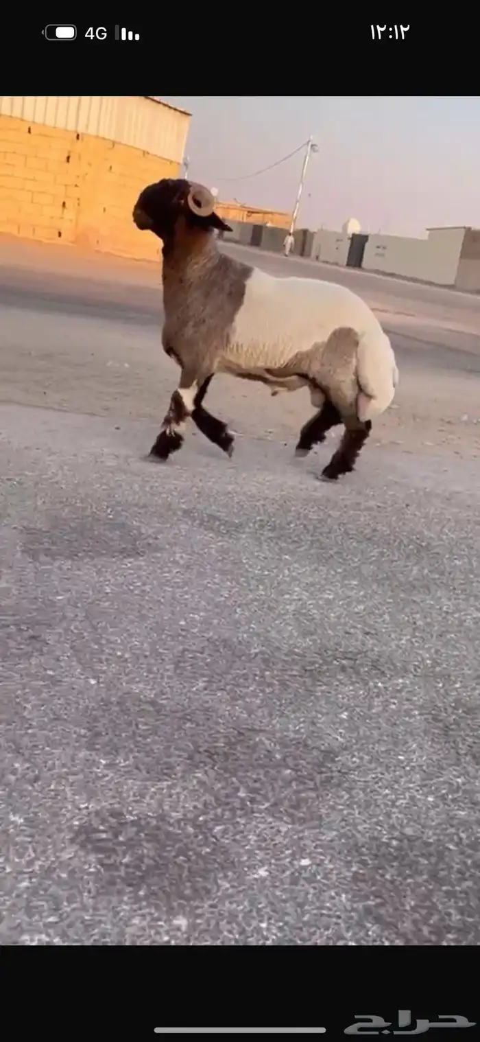 جدع طيب سناد طرف جبار سليم من كل عدروب 3