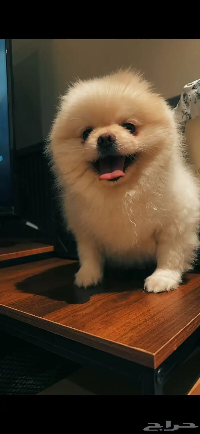 بوميرينيان مستوردين للبيع 2