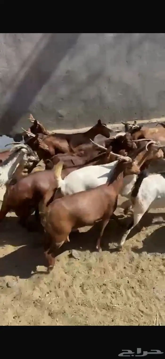 ماعز دهم دفيع مبينه 12