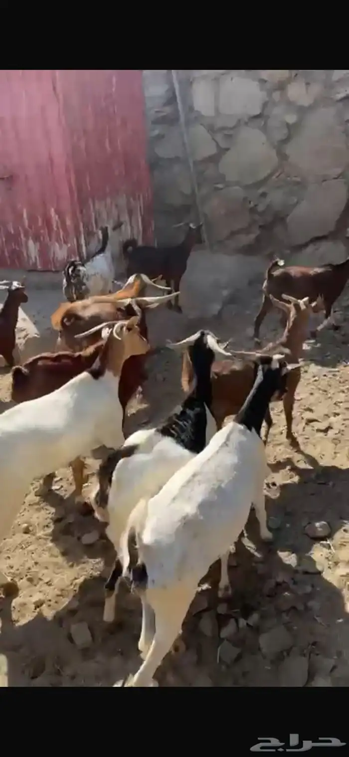 ماعز دهم دفيع مبينه 9