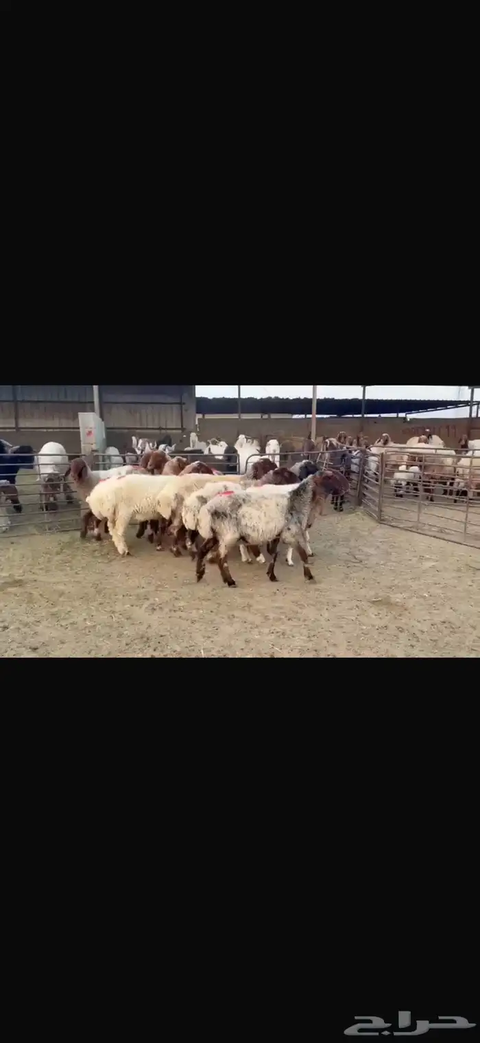 للبيع غنم فاخره وشرط الدفيع العدد 10 8