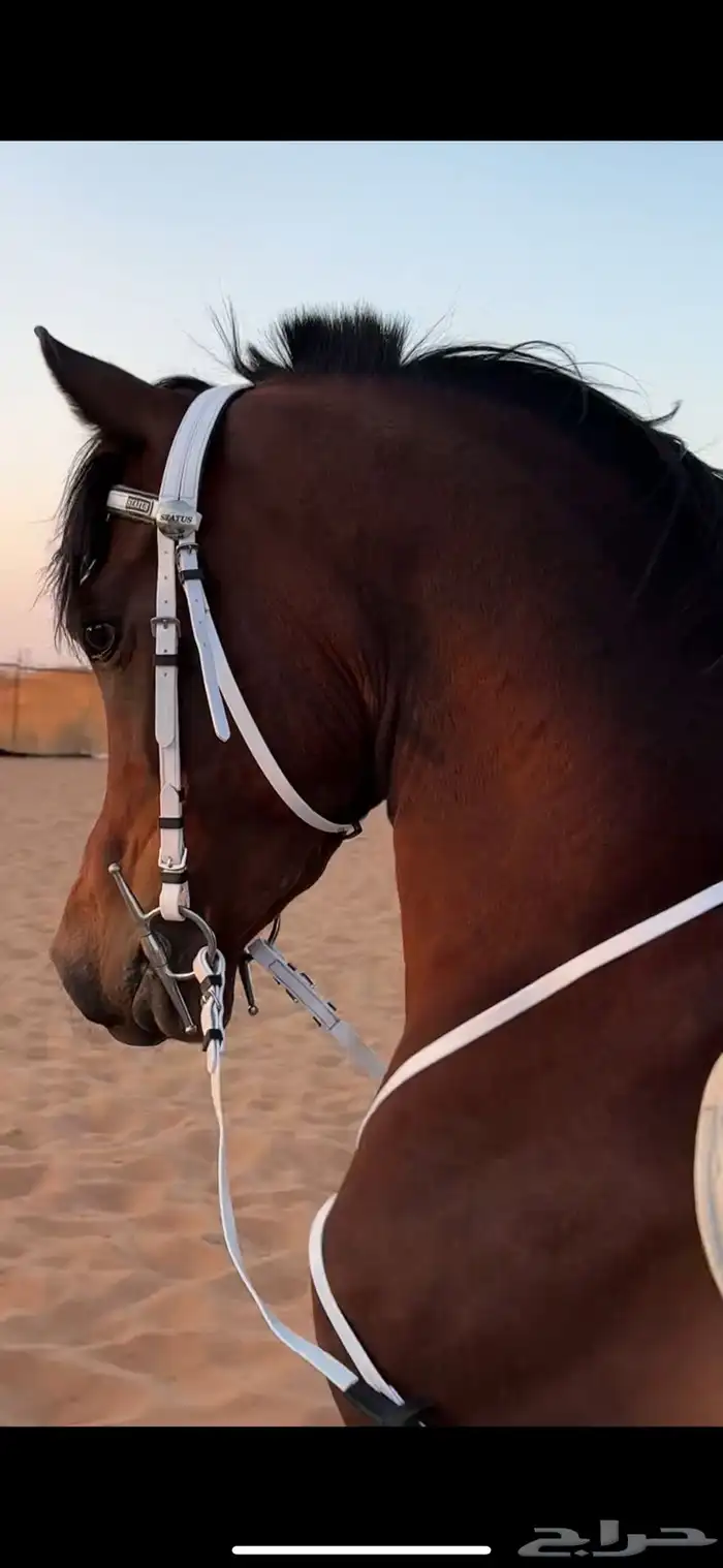 حصان واهو للبيع 6