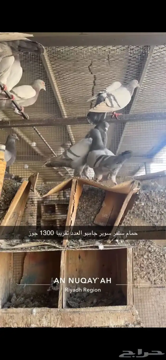 حمام سلفر سوبر جامبو 12